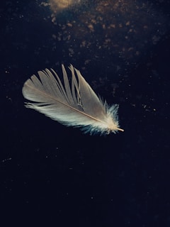 A delicate feather floating over dark velvet fabric, symbolizing sensual imagination.