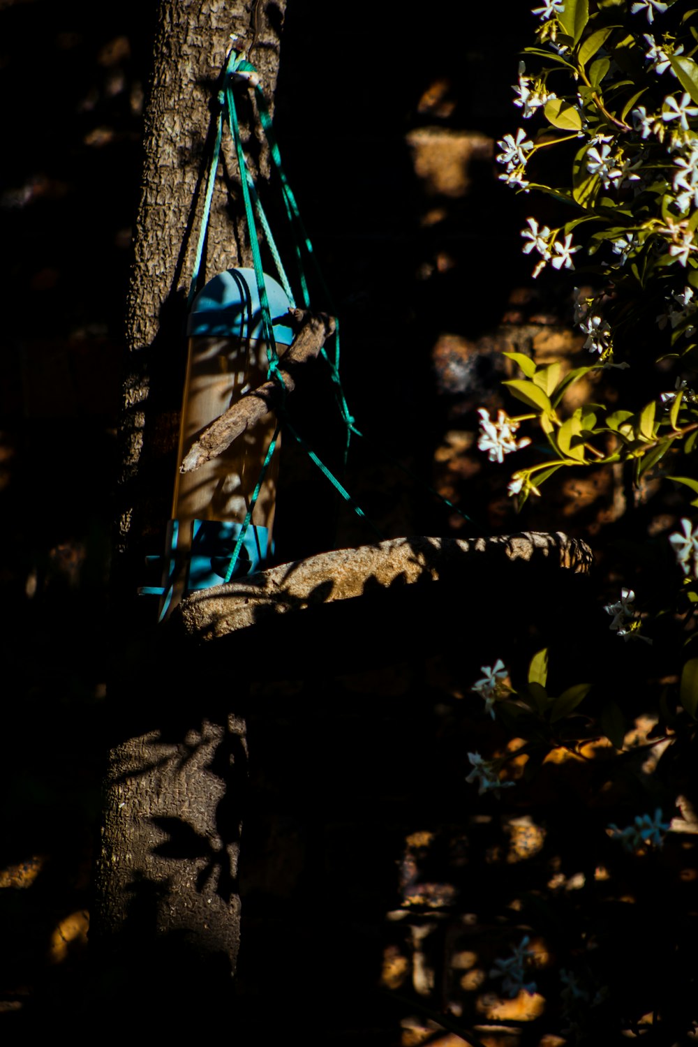 a couple of birds on a tree branch