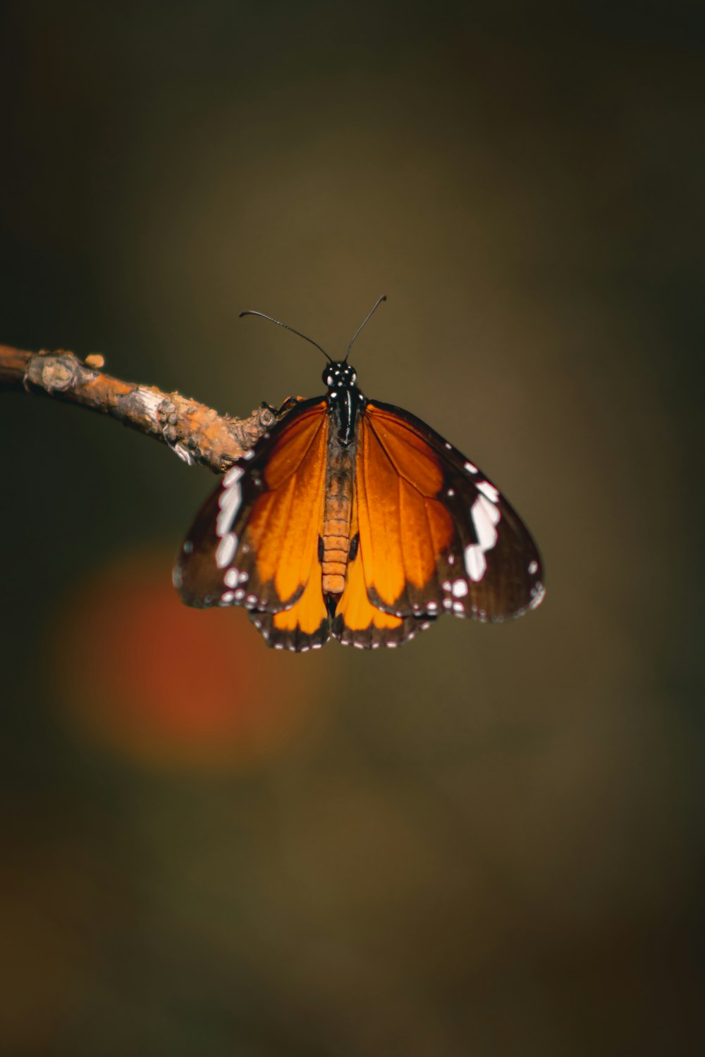 a butterfly on a branch