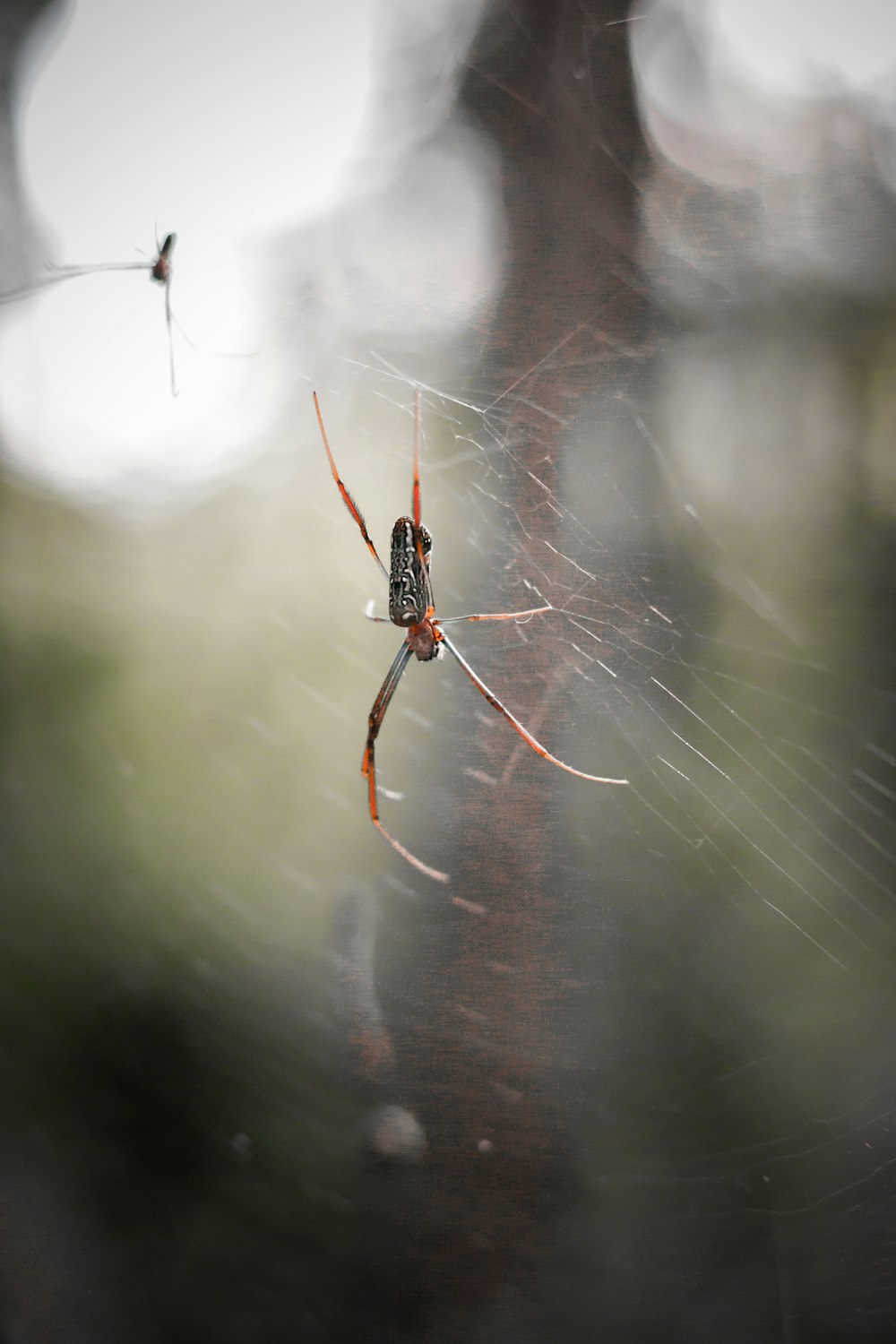 a spider on a web