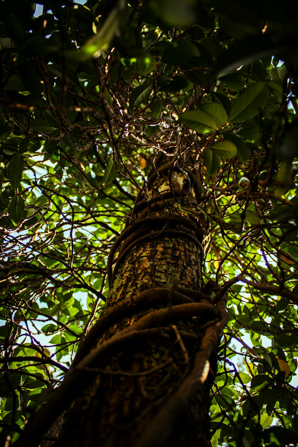 a tree with many branches