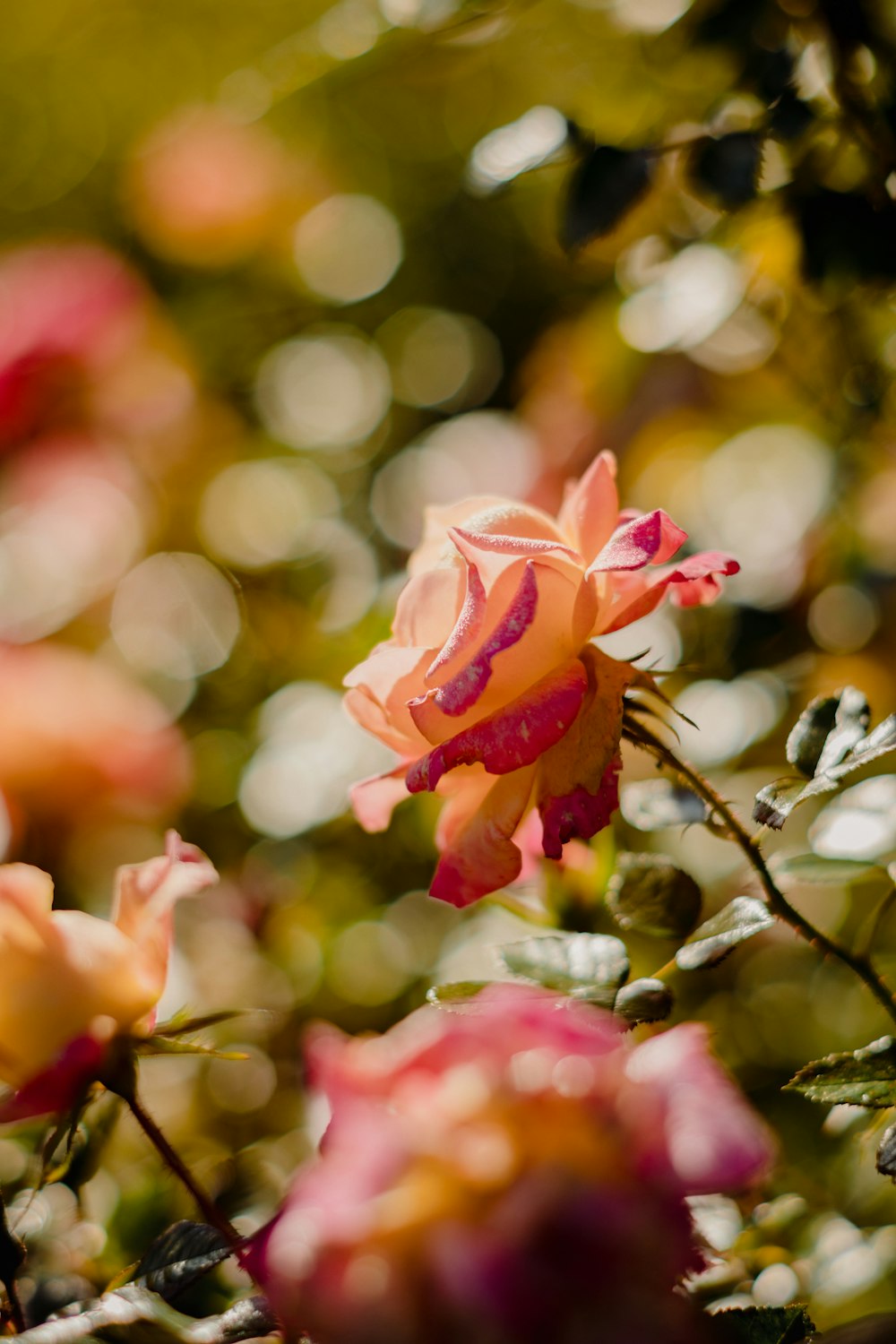 a close up of a flower