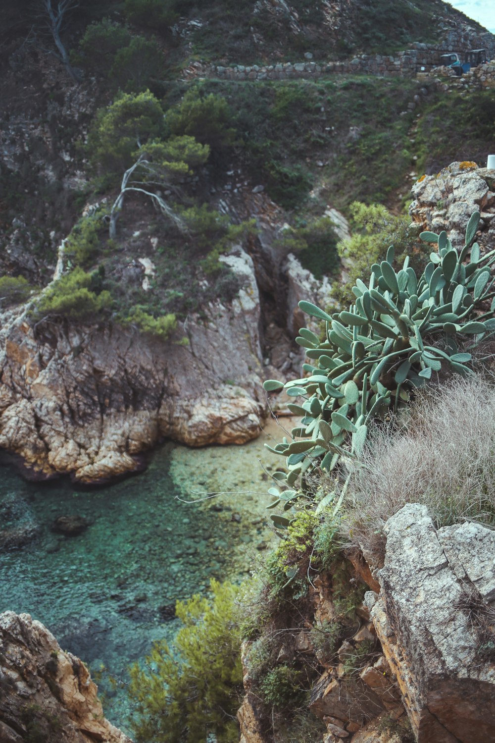 a rocky area with plants and water