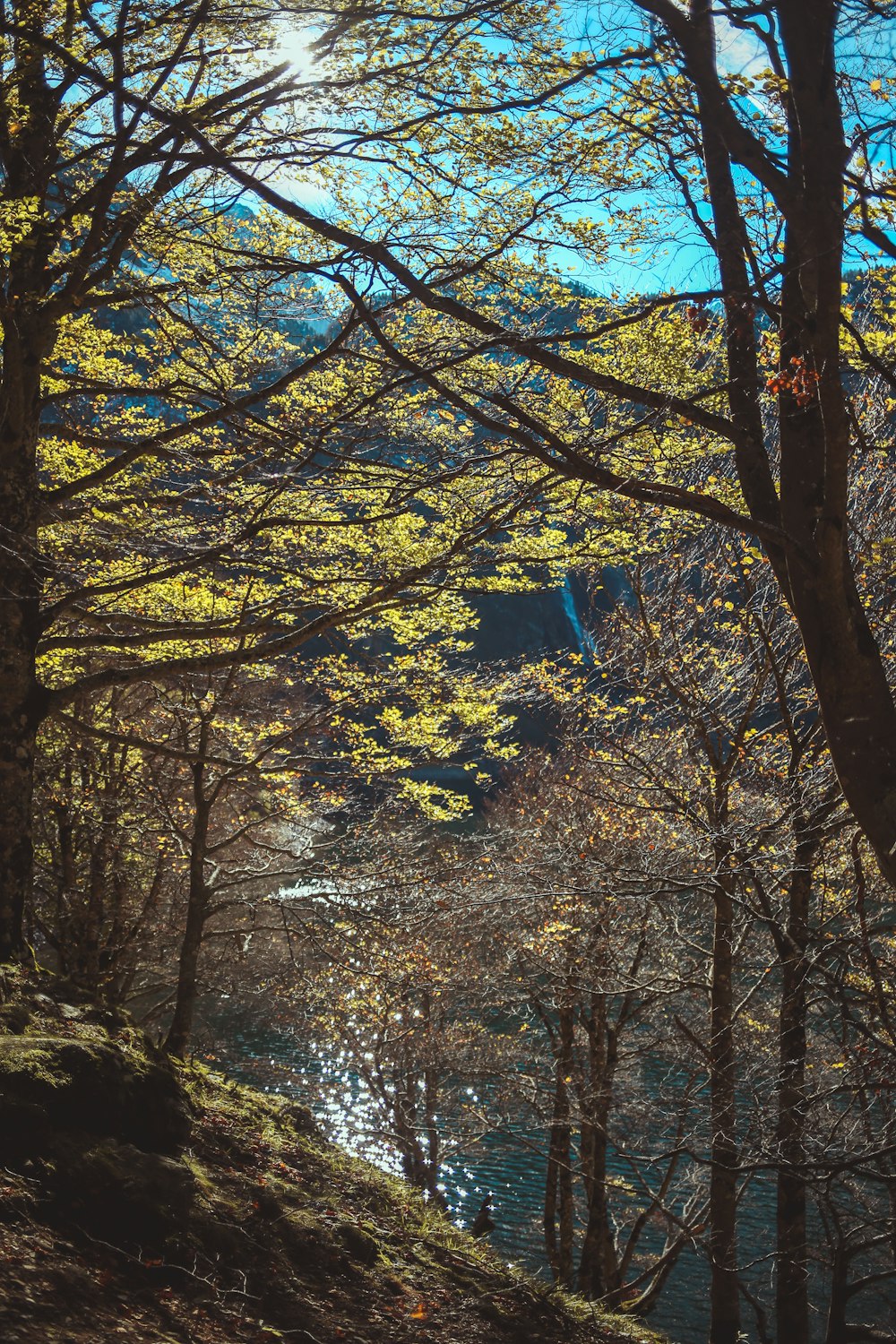 a group of trees with yellow leaves