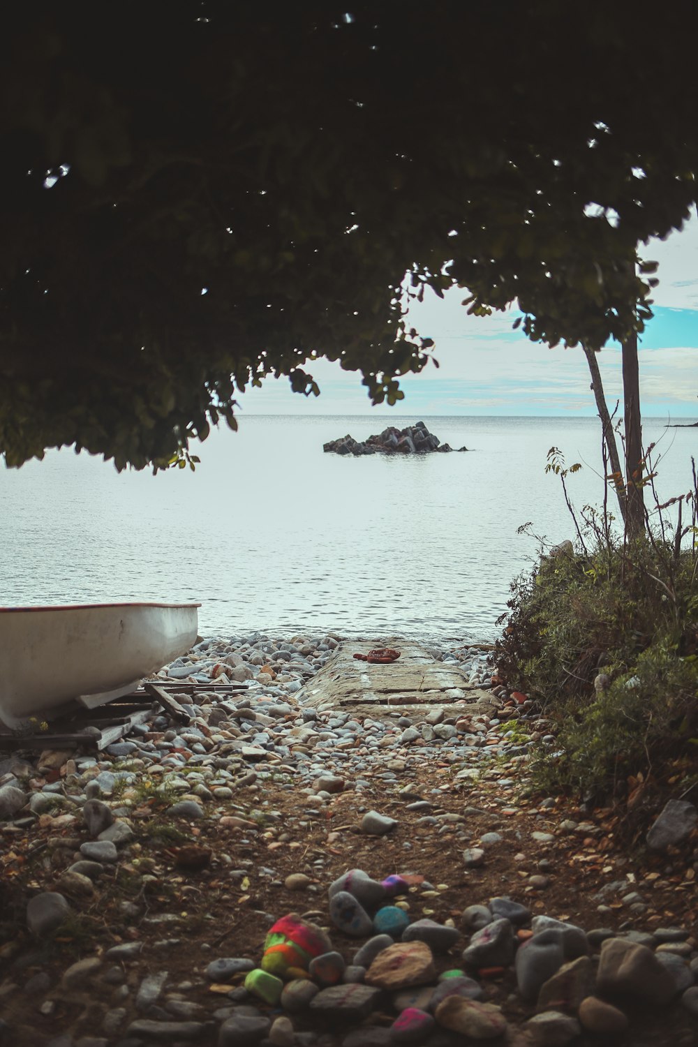 a tree next to a body of water