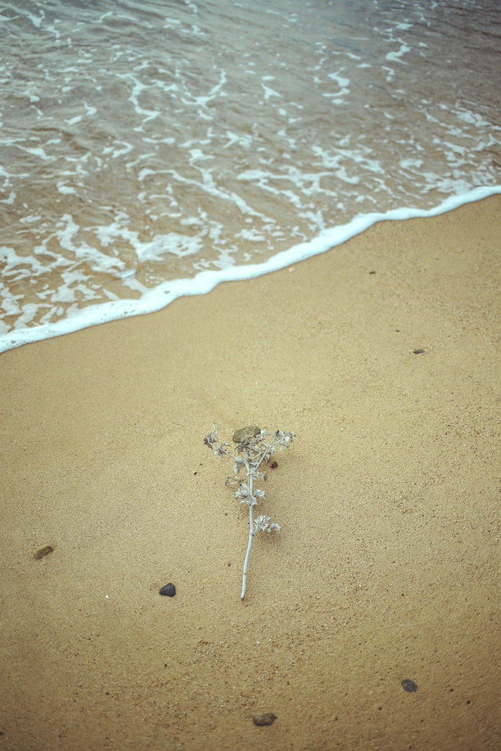 a small tree on a beach