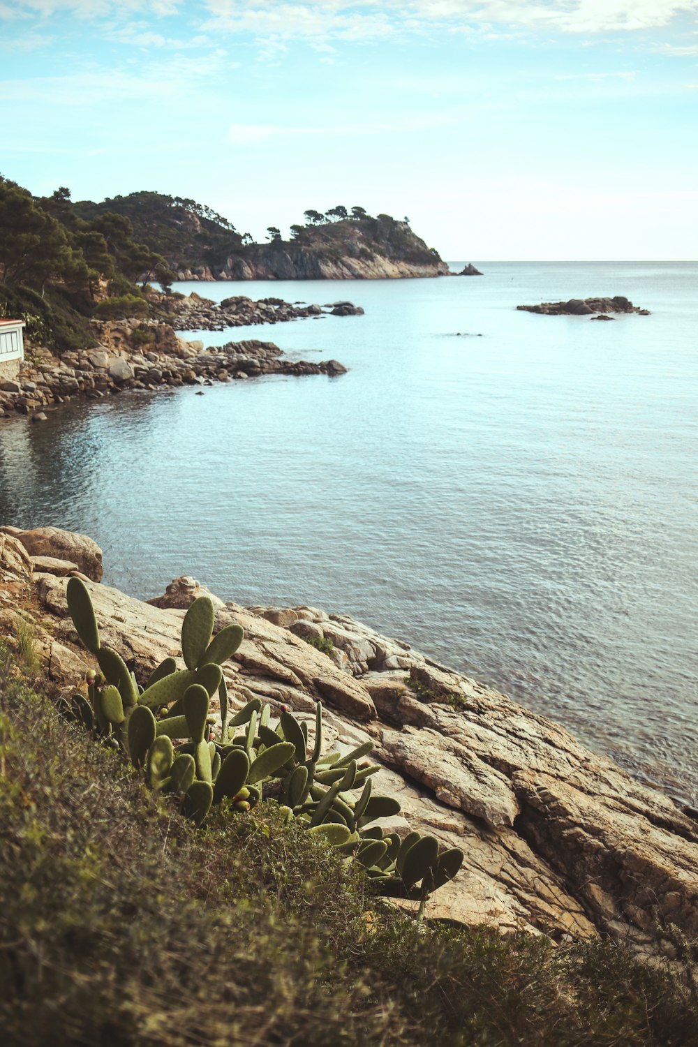 a rocky beach with a body of water and a hill with trees