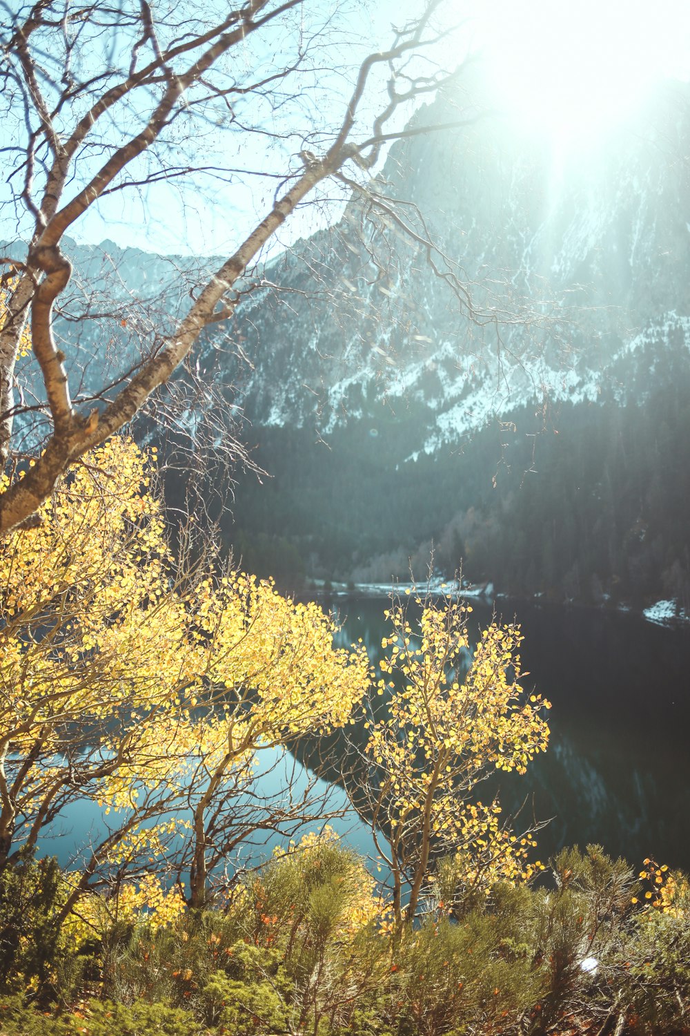 a forest with trees and fog