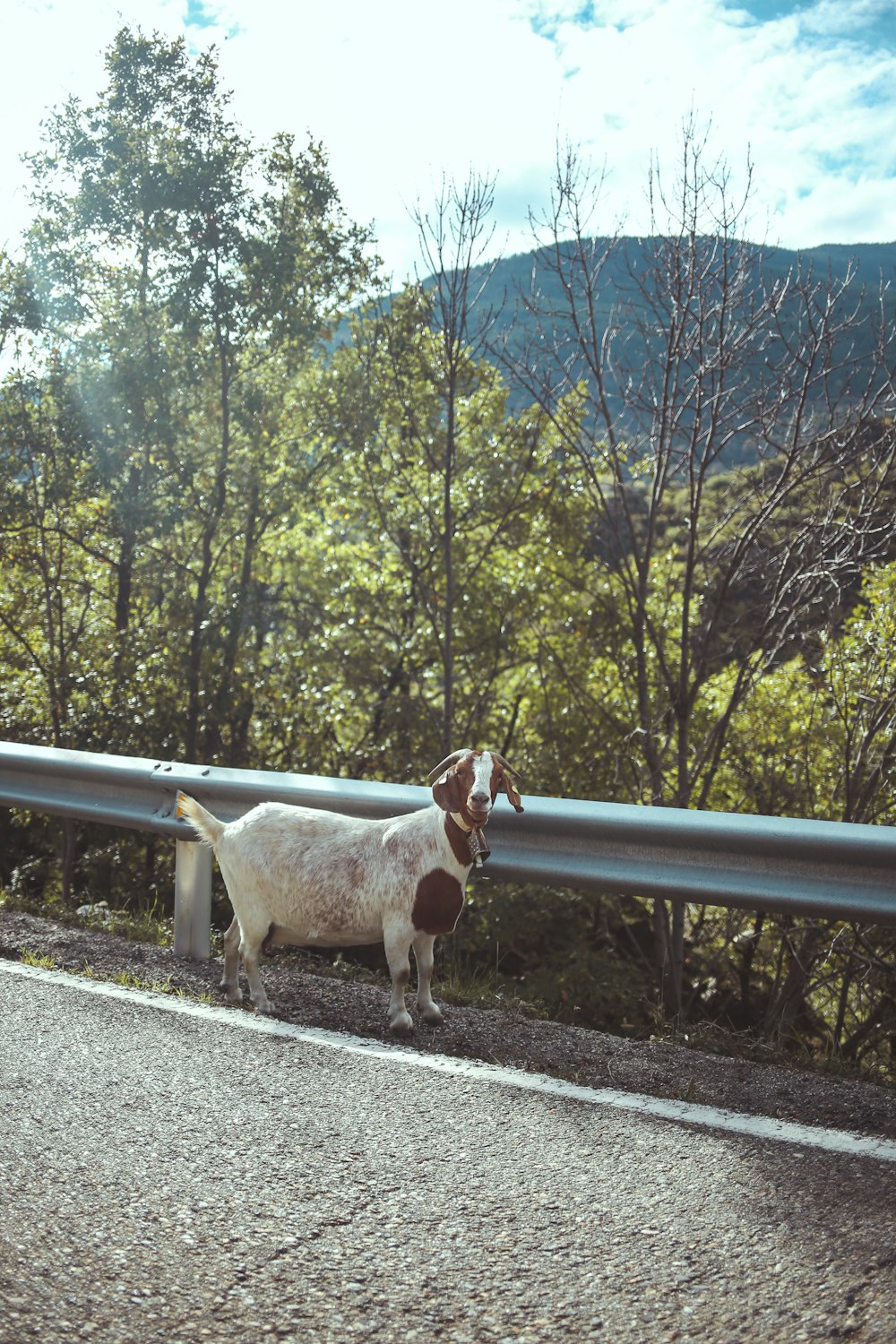 a goat standing on a road