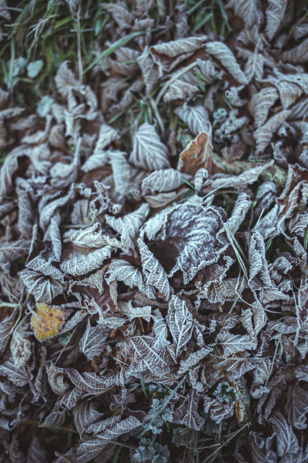 a close up of some leaves