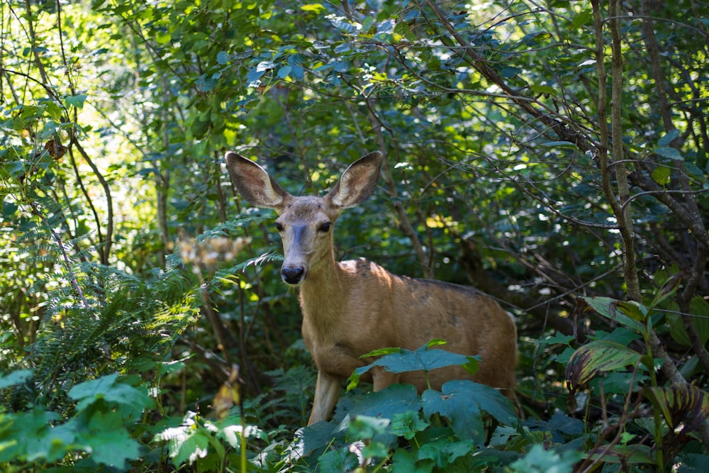 a deer in a forest