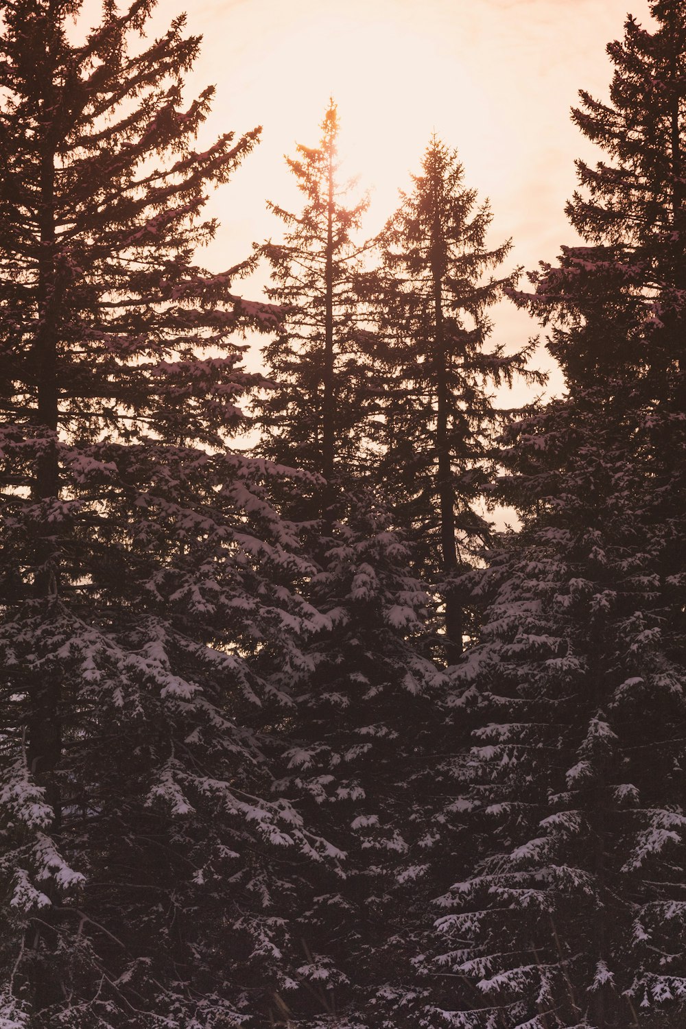 Un grupo de árboles con nieve
