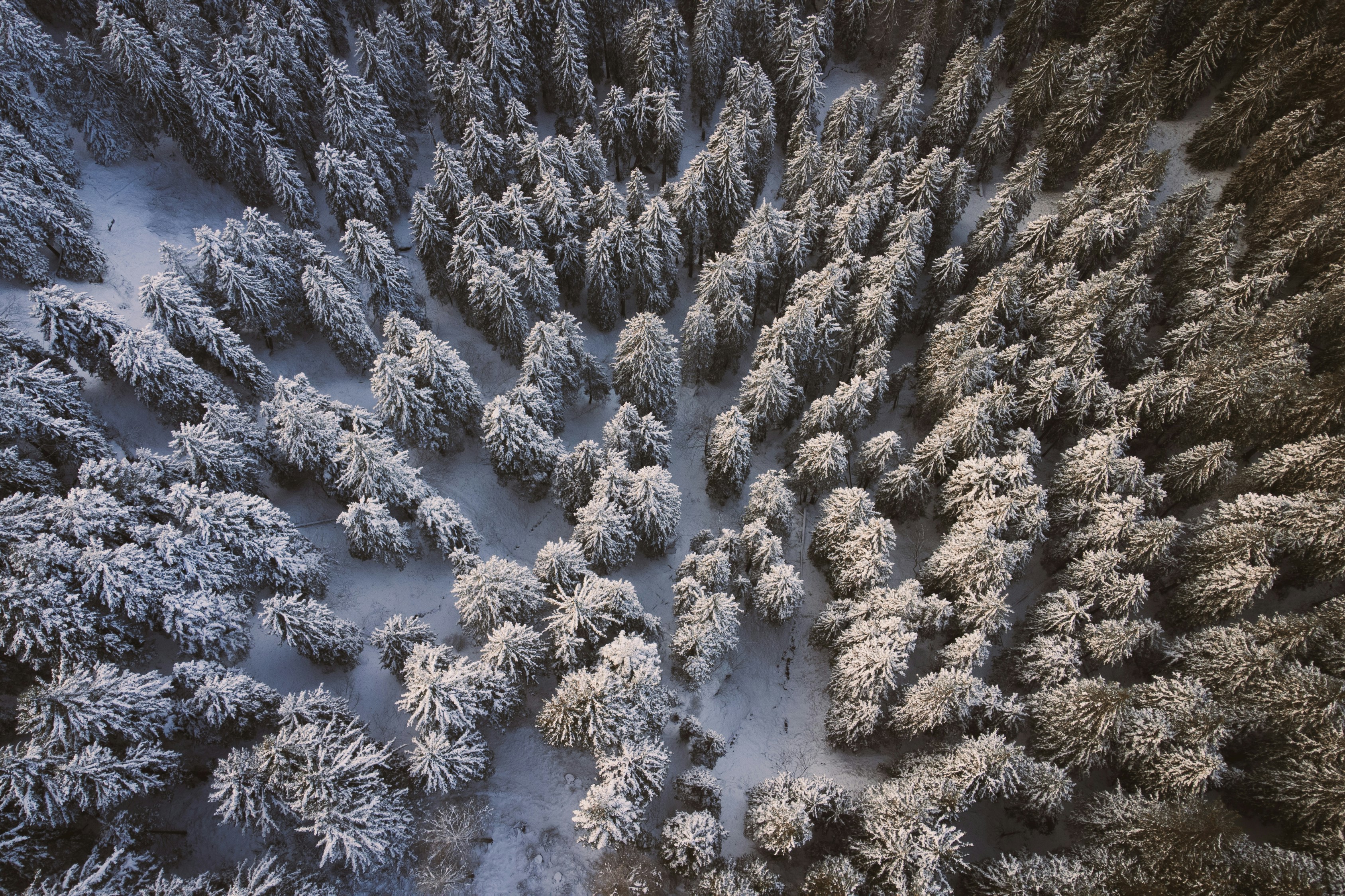 a large group of trees covered in snow, Bird view over snowy fir trees during sunrise