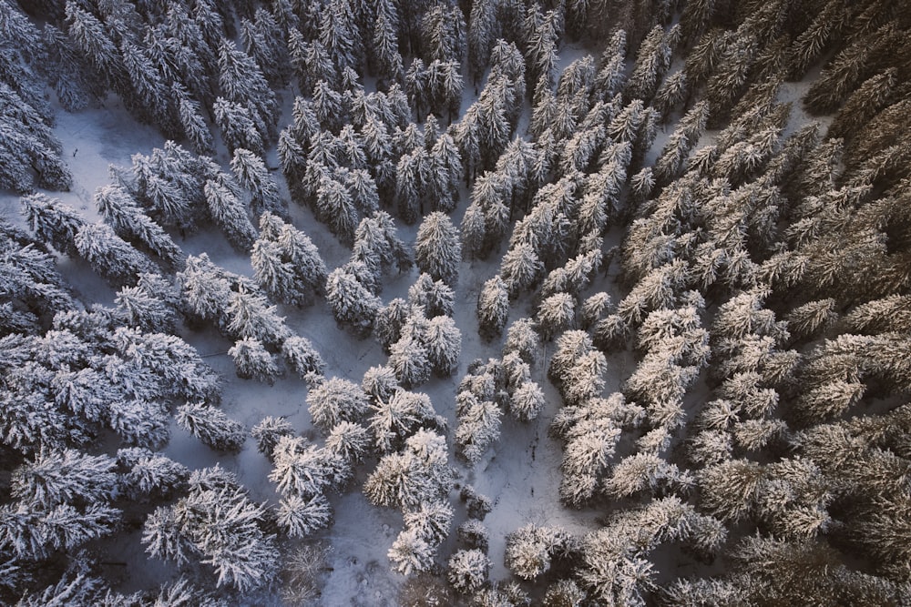 a large group of trees covered in snow