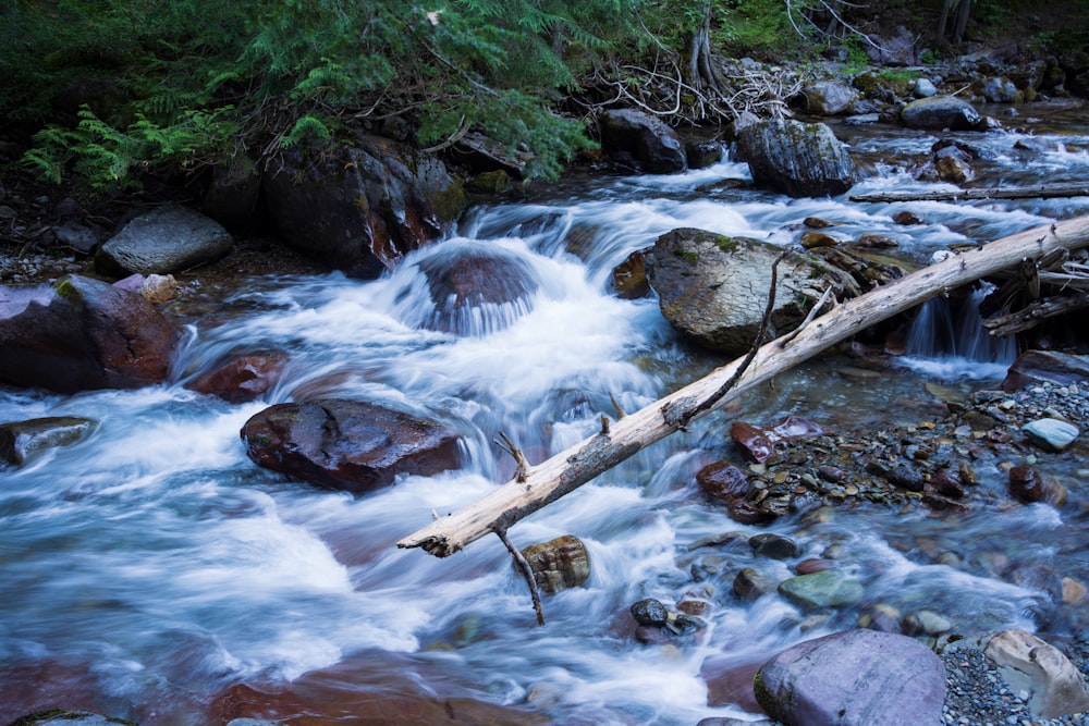 a stream with a log in it