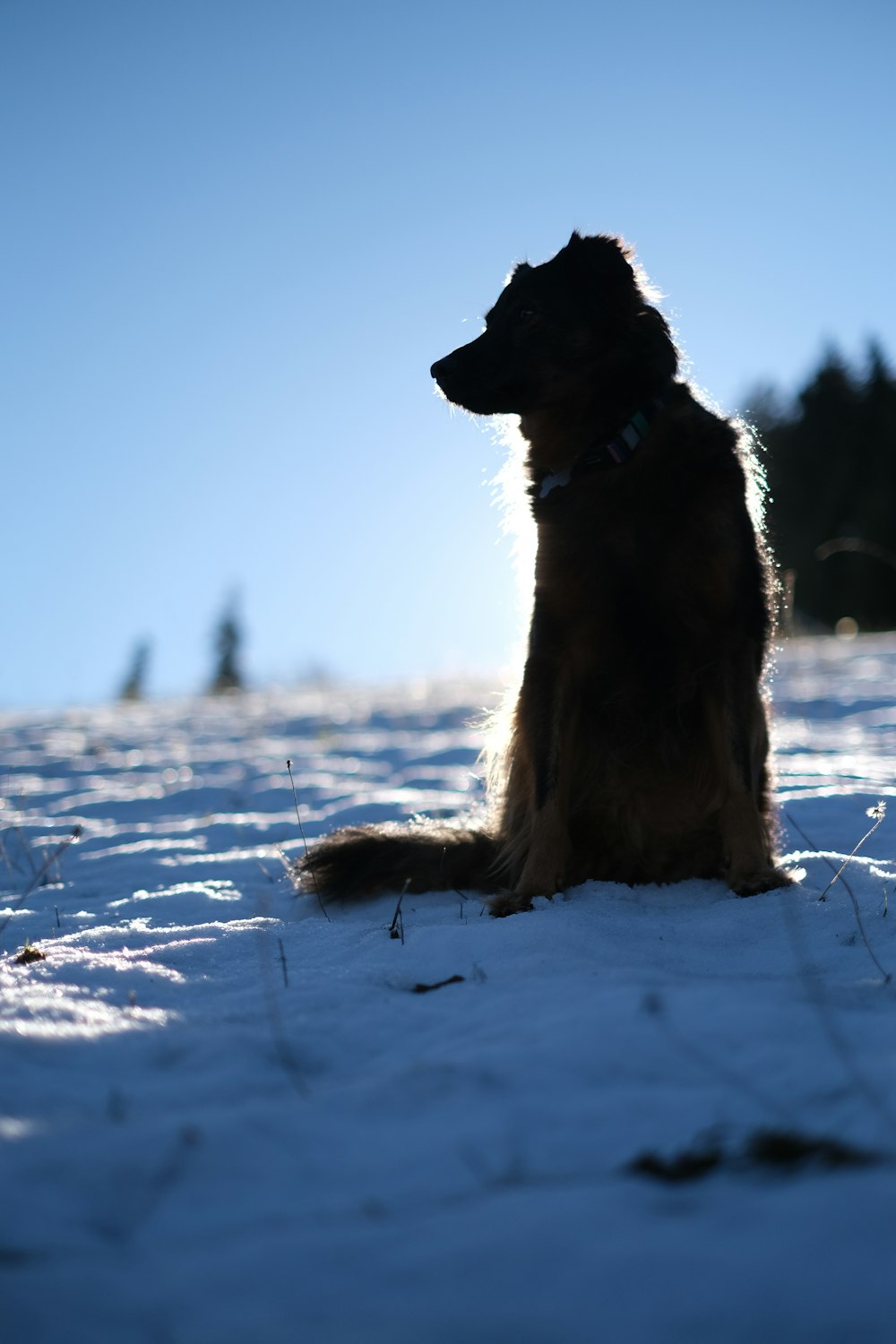 a dog sitting in the snow