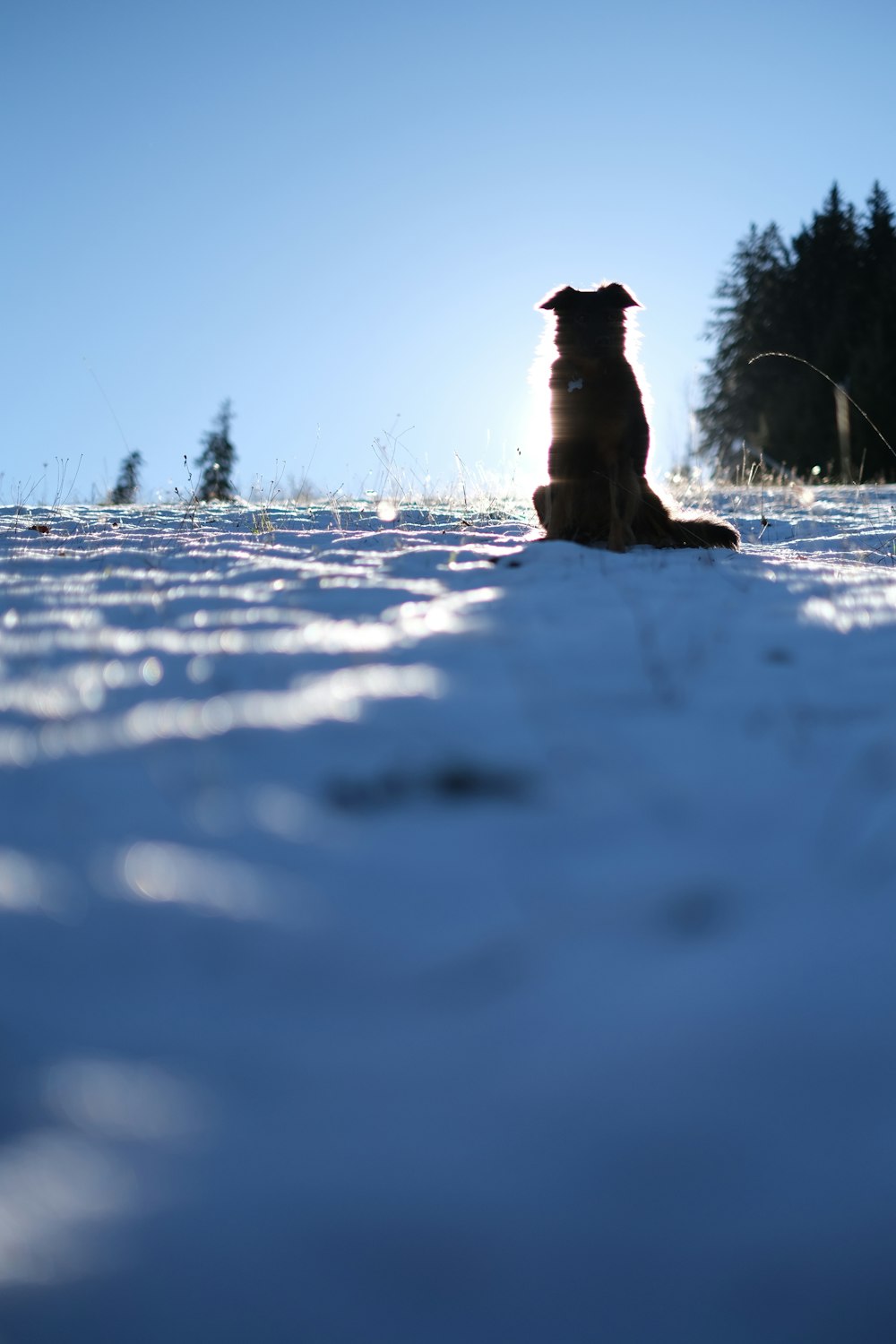 Un chien courant dans la neige