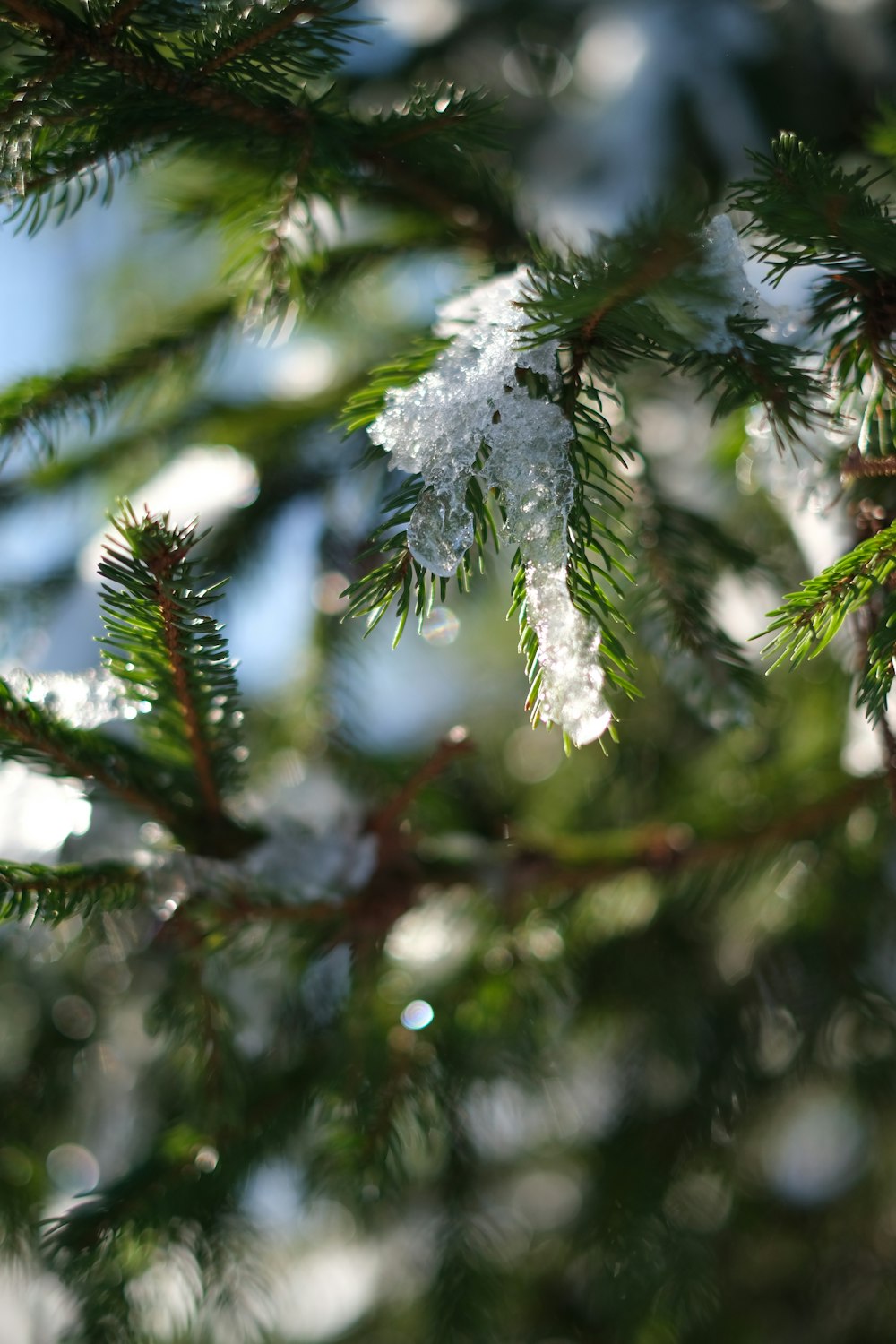 a tree with snow on it