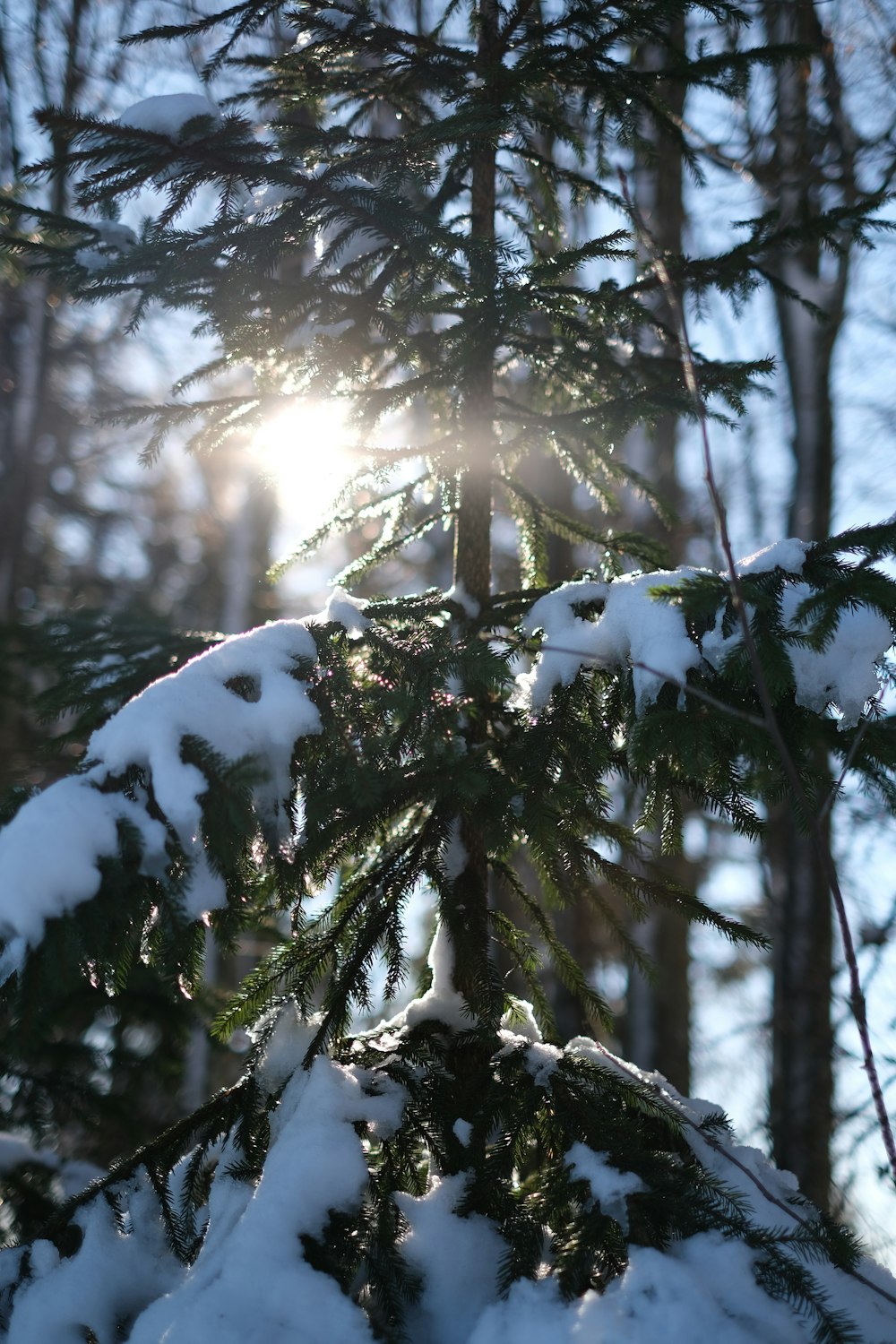 snow on a tree