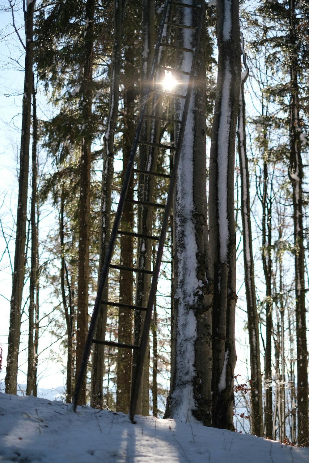a group of tall trees in the snow