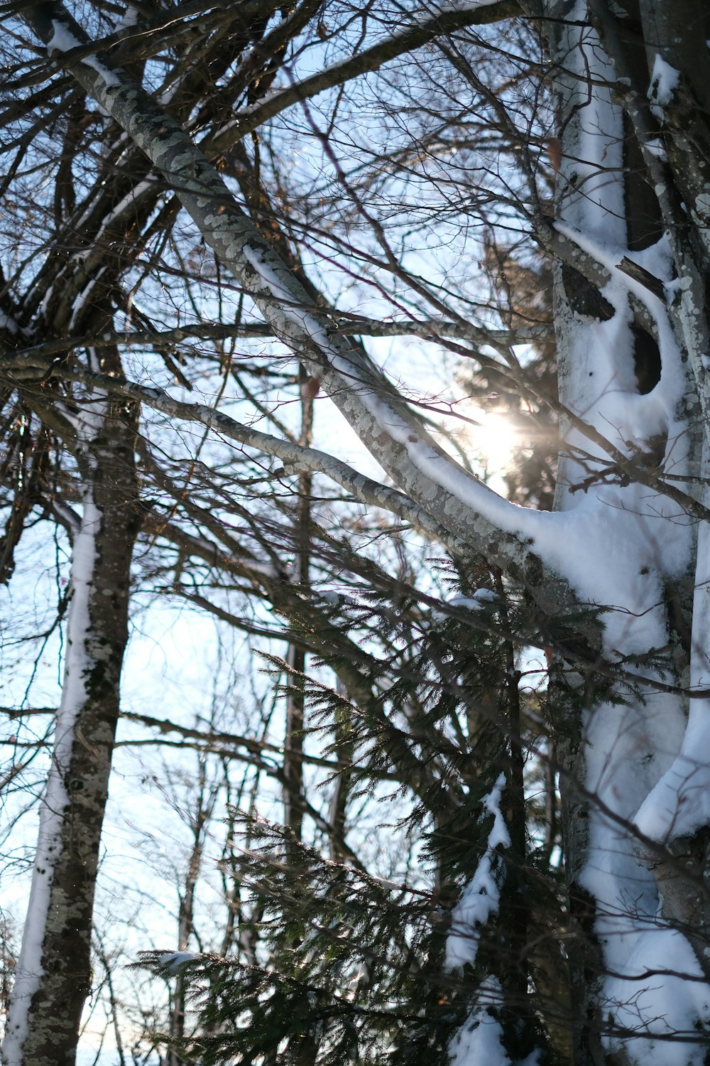 snow covered trees and ground