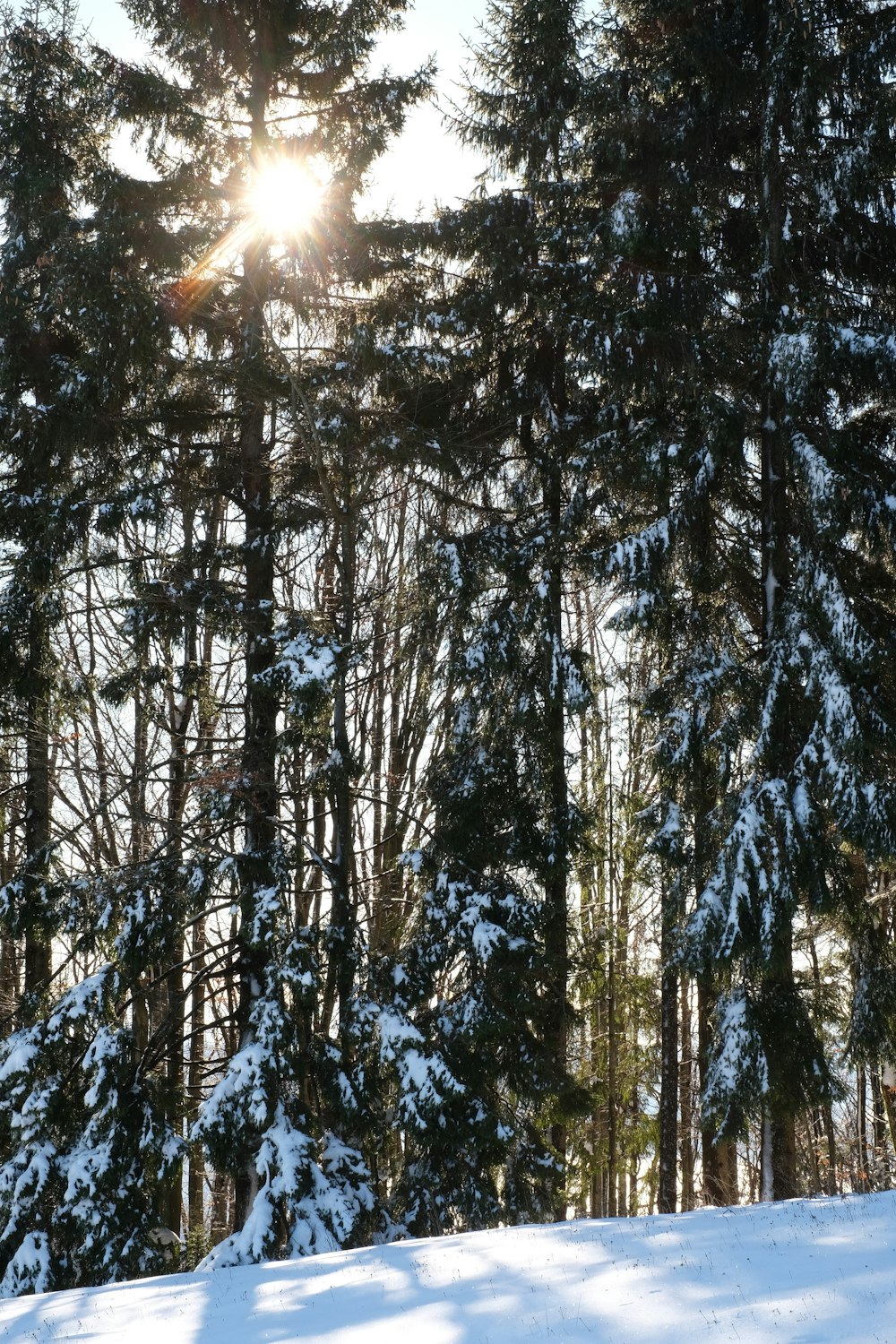 a snowy forest with the sun shining through the trees