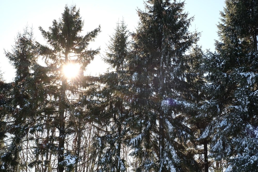 Le soleil brille à travers les arbres