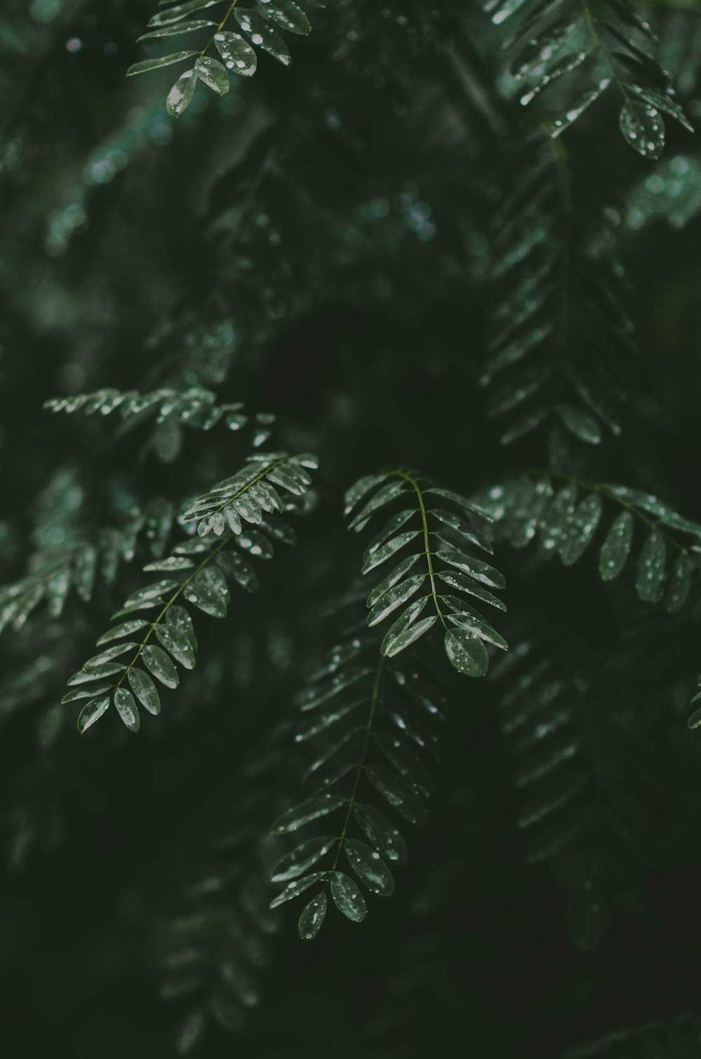 a close-up of some plants