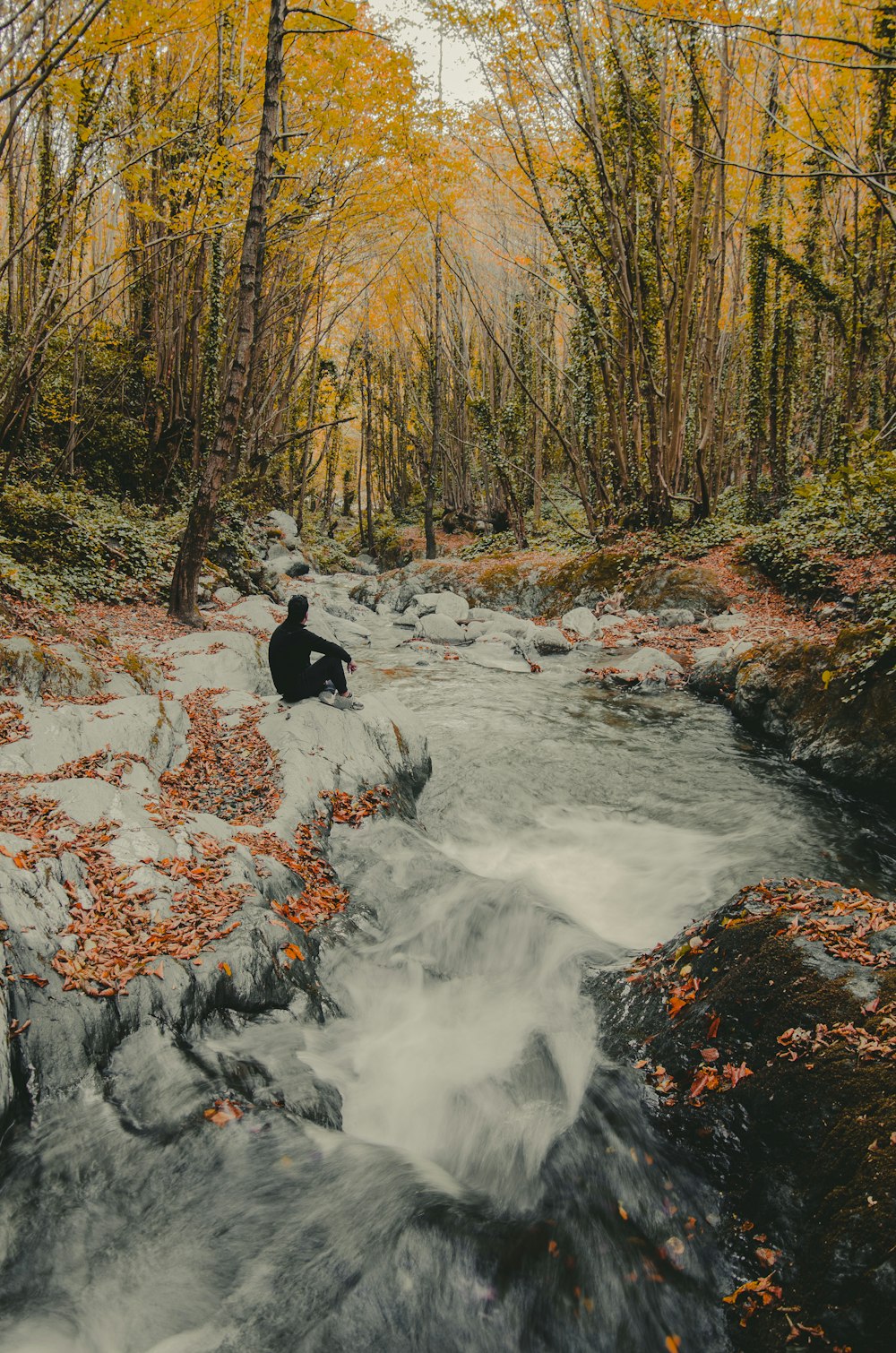 a dog walking on a path in a forest