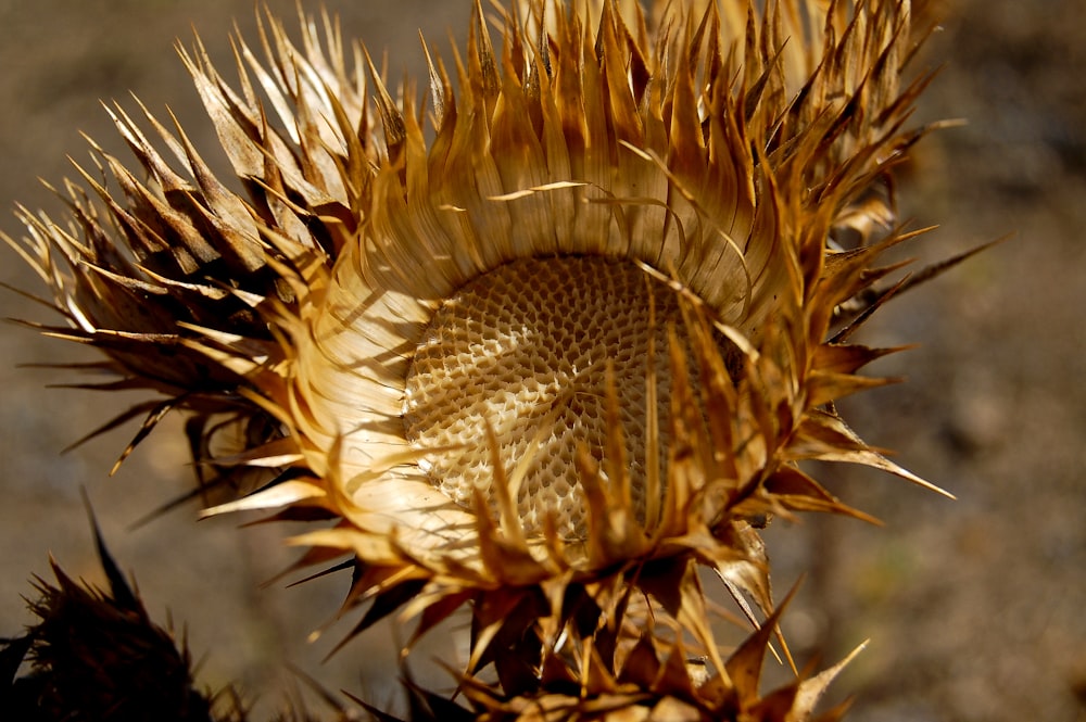 a close up of a dandelion