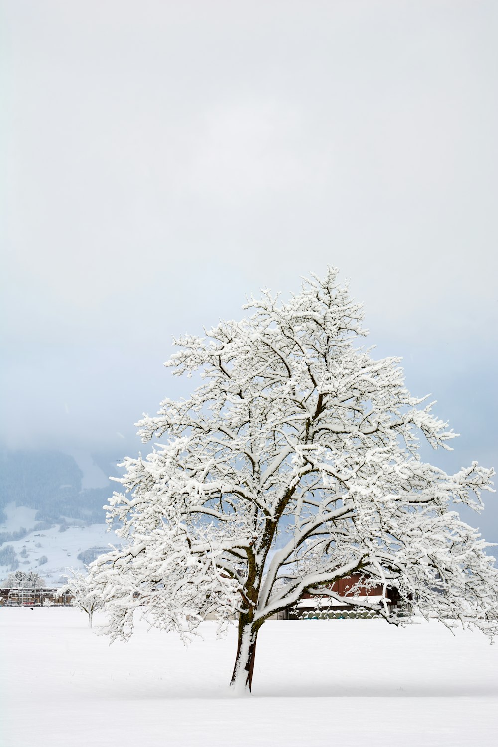 a tree in a snowy place