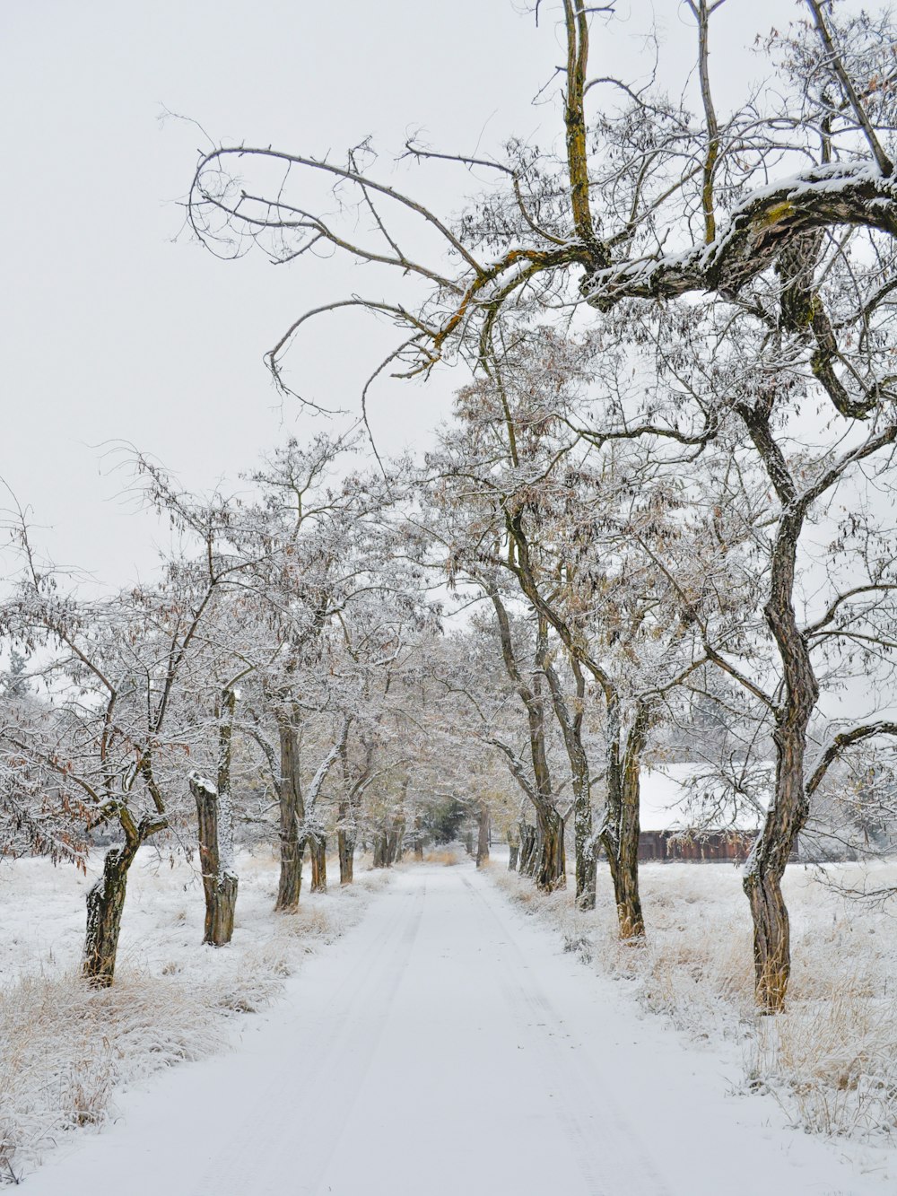 a snowy road lined with trees