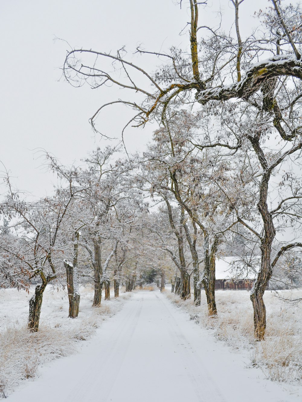 Un camino nevado bordeado de árboles