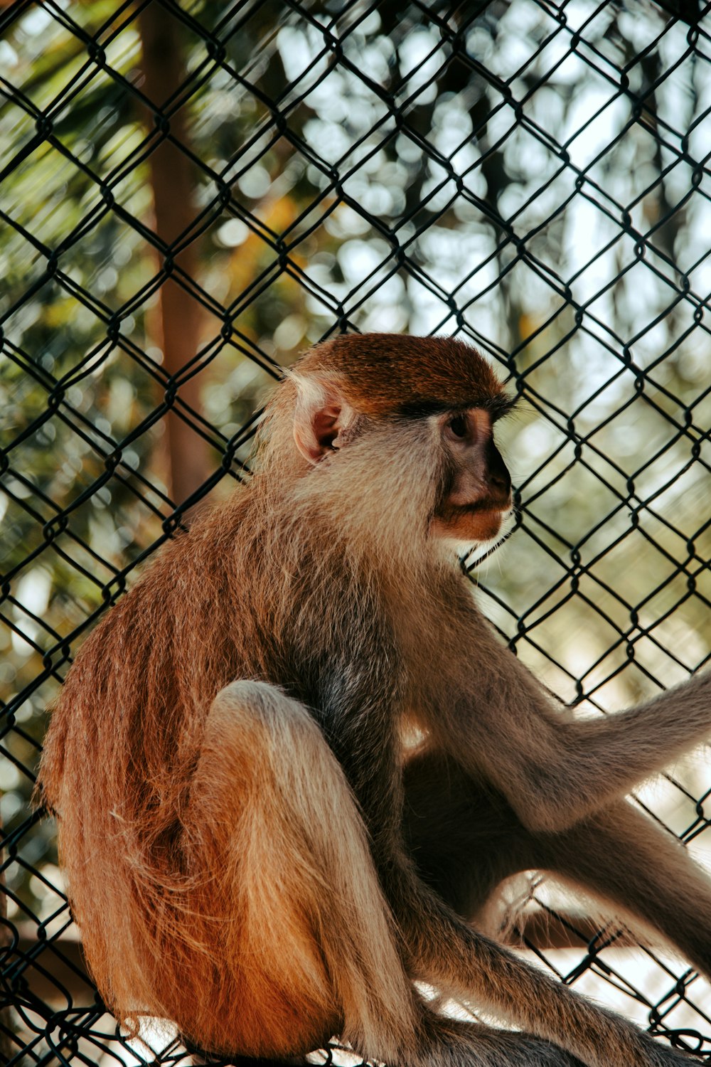 a monkey in a cage