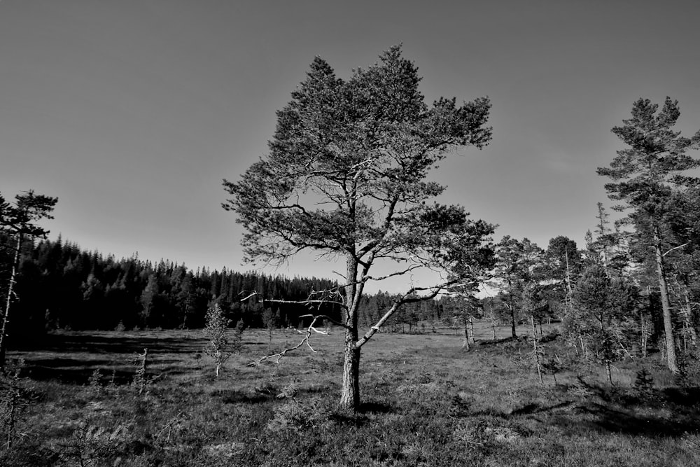 a tree in a field