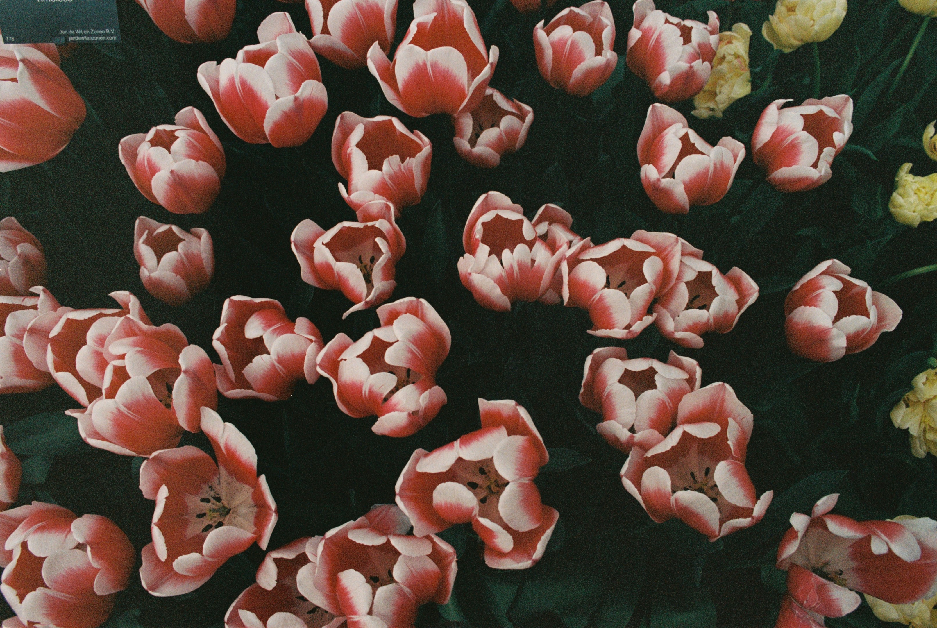 a group of pink flowers