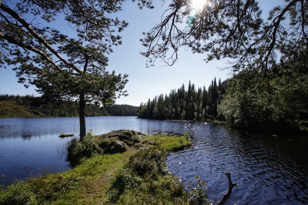 a river with trees and grass