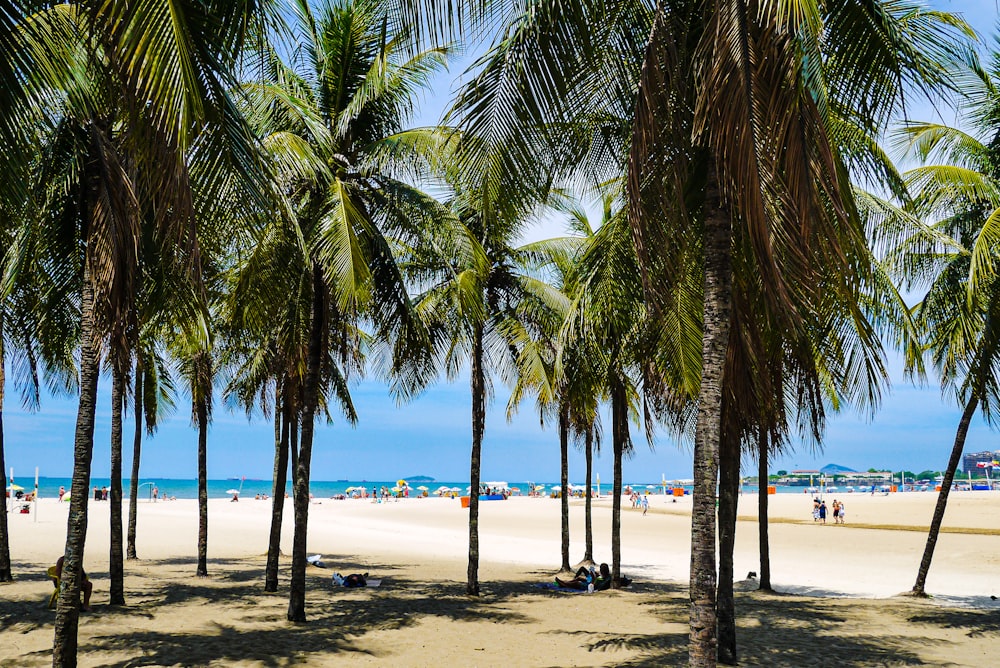 a group of palm trees on a beach
