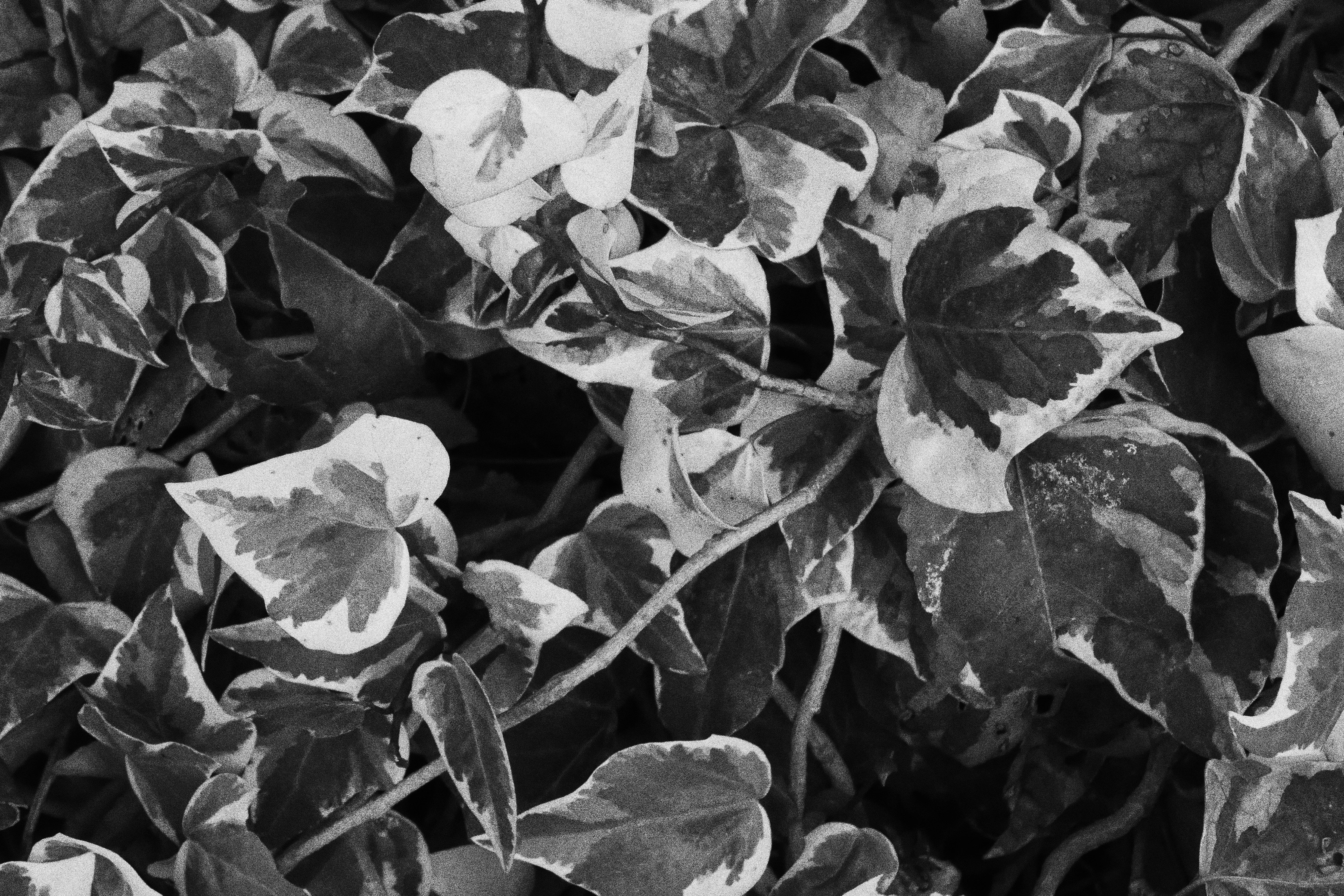 Photo by basgicilarelif