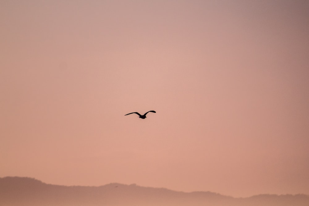 a bird flying in the sky