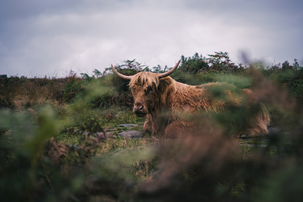 a large animal lays in a grassy area