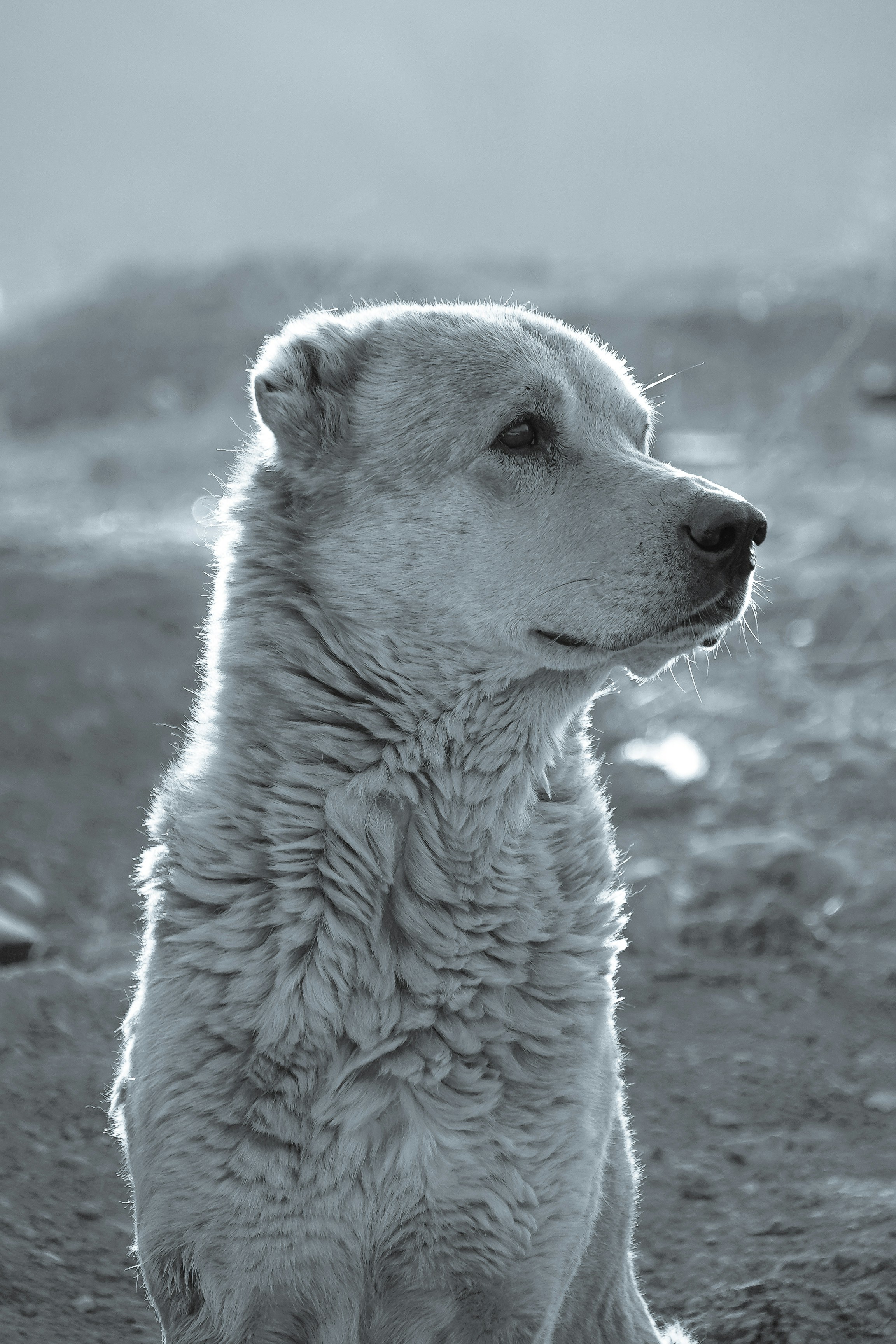 Photo by mahdidarvishzadeh