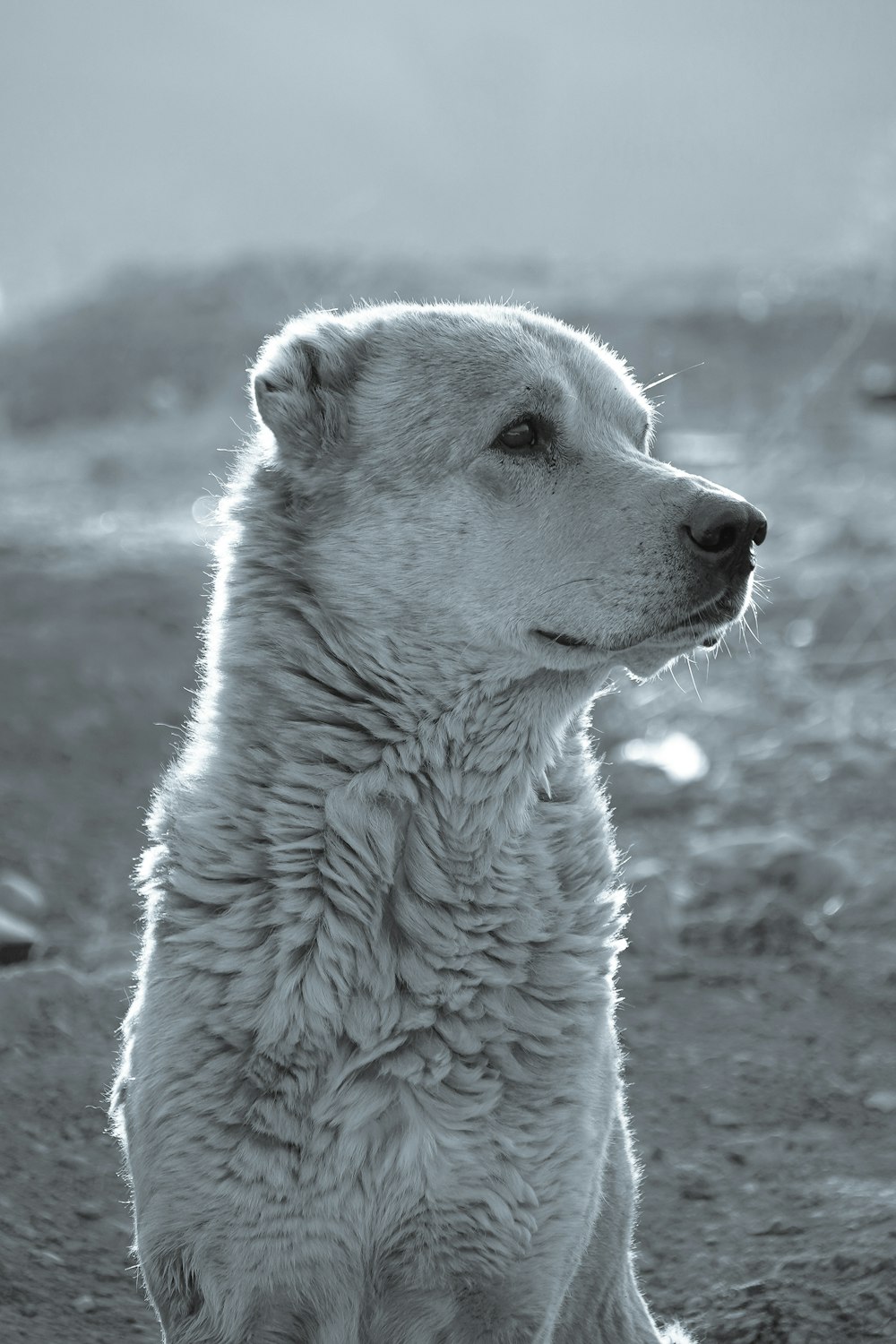 a white wolf looking at the camera