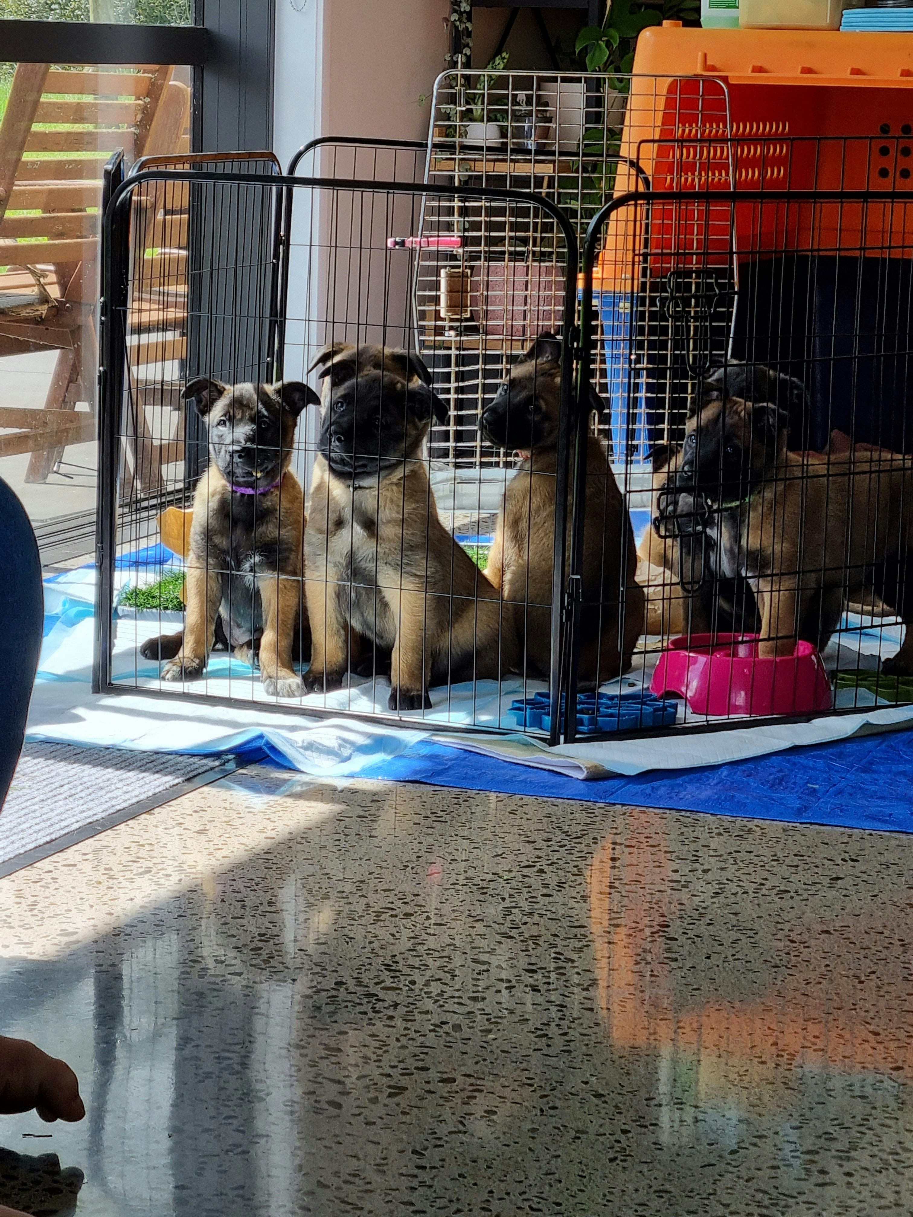 Essential Vaccinations for Puppies: A Complete Timeline