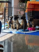 Four puppies are sitting inside a fenced playpen on a tiled floor. They are positioned near a window that is letting in natural light. The area inside the playpen is lined with blue and white fabric, and there are red and blue bowls, potentially for food or water, nearby. In the background, there are additional pet carriers, and a potted plant is visible next to the wall.