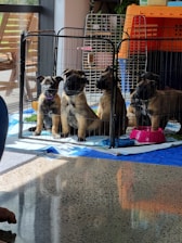 Four puppies are sitting inside a fenced playpen on a tiled floor. They are positioned near a window that is letting in natural light. The area inside the playpen is lined with blue and white fabric, and there are red and blue bowls, potentially for food or water, nearby. In the background, there are additional pet carriers, and a potted plant is visible next to the wall.