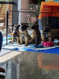 Four puppies are sitting inside a fenced playpen on a tiled floor. They are positioned near a window that is letting in natural light. The area inside the playpen is lined with blue and white fabric, and there are red and blue bowls, potentially for food or water, nearby. In the background, there are additional pet carriers, and a potted plant is visible next to the wall.
