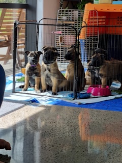 Four puppies are sitting inside a fenced playpen on a tiled floor. They are positioned near a window that is letting in natural light. The area inside the playpen is lined with blue and white fabric, and there are red and blue bowls, potentially for food or water, nearby. In the background, there are additional pet carriers, and a potted plant is visible next to the wall.