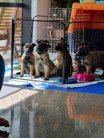 Four puppies are sitting inside a fenced playpen on a tiled floor. They are positioned near a window that is letting in natural light. The area inside the playpen is lined with blue and white fabric, and there are red and blue bowls, potentially for food or water, nearby. In the background, there are additional pet carriers, and a potted plant is visible next to the wall.