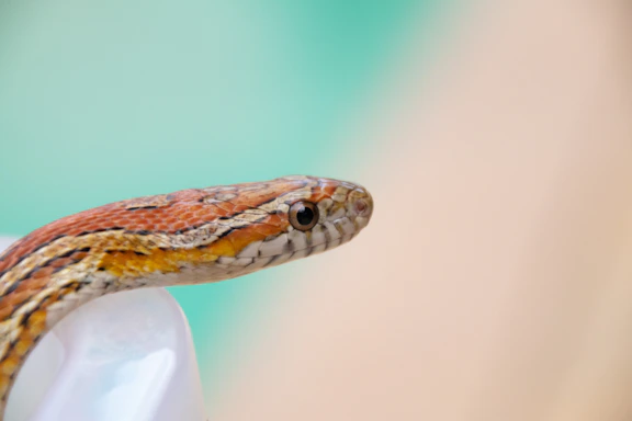 a snake with a long tail